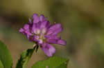 Persian clover